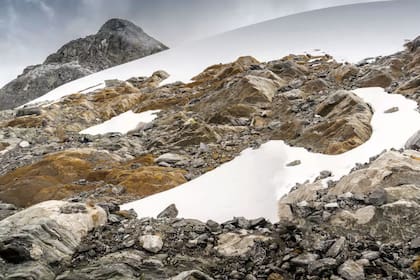 Musgos, líquenes y aves no reportadas sobre los 4.000 metros de altura de la cordillera de los Andes colonizan rocas desnudas por el deshielo del último glaciar en Venezuela