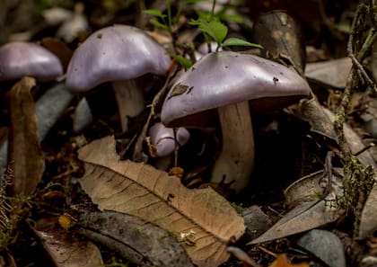 Hongos en el Parque Nacional Alerce Costero, en Chile