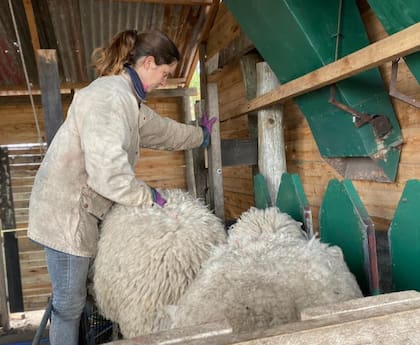 Muy a pulmón, todo pasa por la productora: encerrar las ovejas, ordeñar, partear, hacer los quesos y ahora además comercializarlos