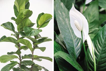 Muy de moda para decorar interiores, el Ficus pandurata (izquierda) es una planta nativa de África oriental. Su nombre anterior, lyrata, se refiere a las formas de sus hojas, similares al instrumento musical “lira” aunque también se la asimila con el violín. El Spathiphyllum wallisii (derecha) es nativa de los bosques húmedos de Colombia y Venezuela. Es reconocida por limpiar el aire de contaminantes ambientales, por eso se recomienda para espacios laborales y de oficina.