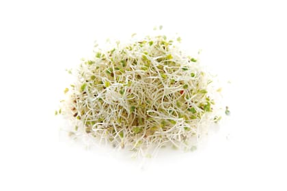 Muy fáciles de cultivar, los brotes de alfalfa son perfectos para principiantes