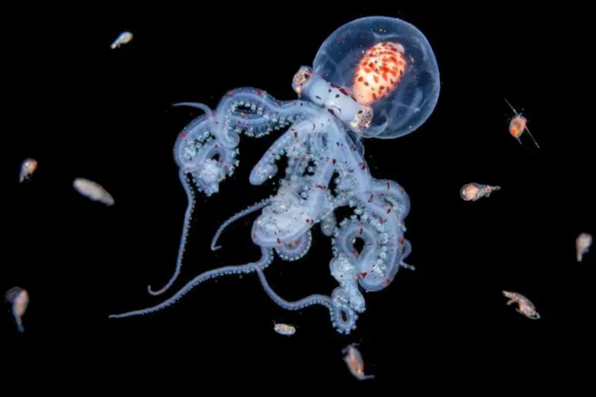 Muy poco se sabe sobre la verdadera naturaleza de la vida en las capas intermedias del océano