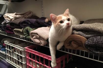 My house, not muy cat, el grupo de Facebook con seguidores en todo el mundo.