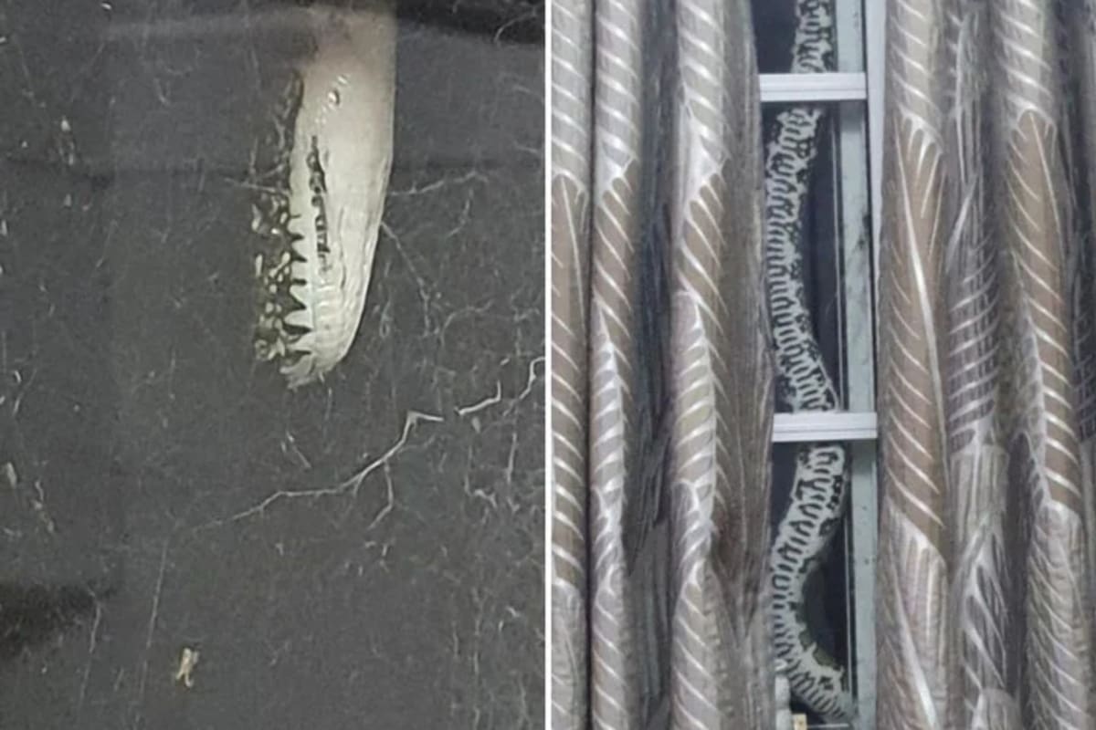 n Australia , la familia Norton descubrió un inquilino inesperado en la vivienda: el reptil habitaba la parte superior de la casa familiar