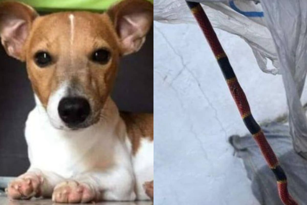 Nachito, la historia del perro que murió defendiendo a su familia de una serpiente