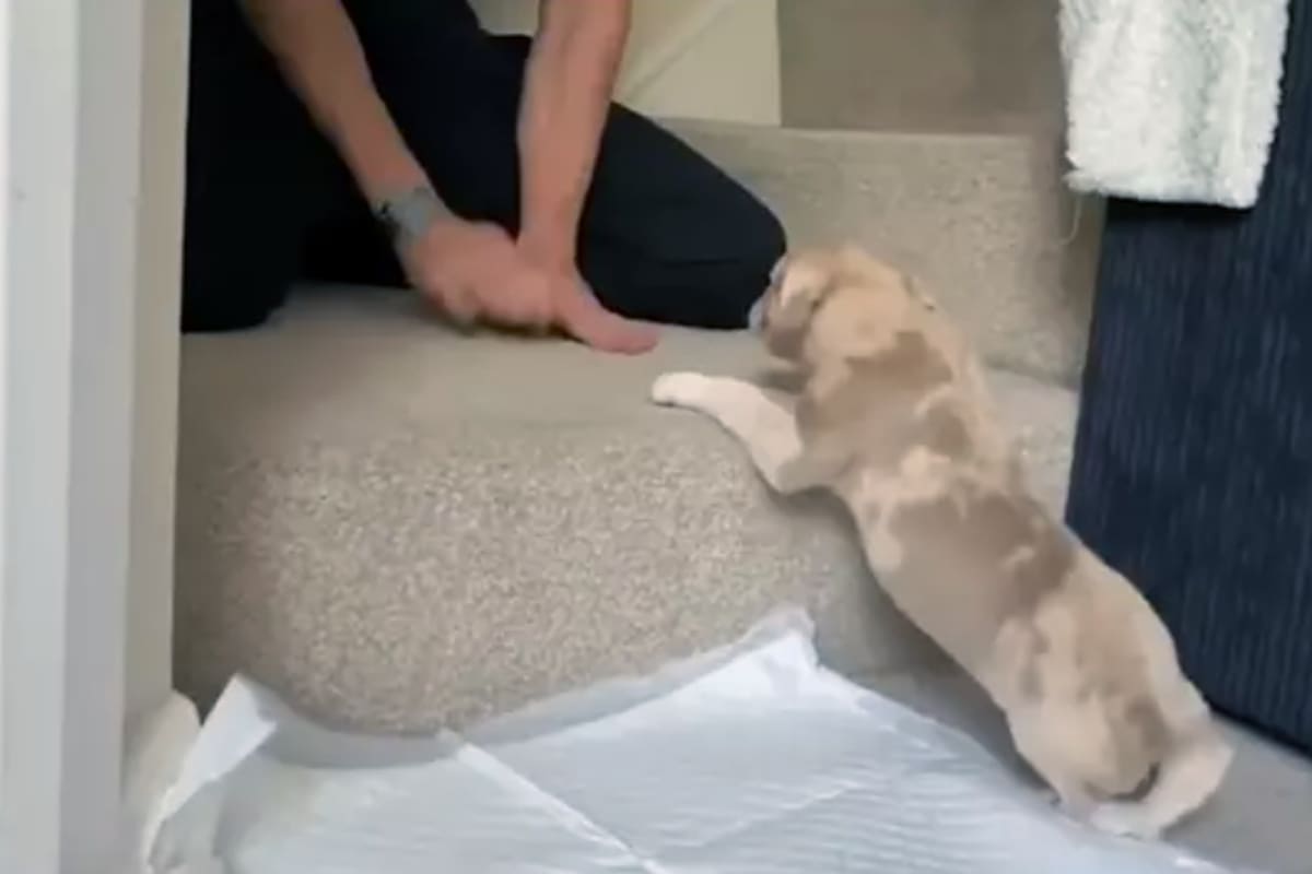 Nacho nació con cinco patas debido a un defecto genético y eso había sido motivo para que recibiera la eutanasia. Sin embargo la historia tuvo un final feliz