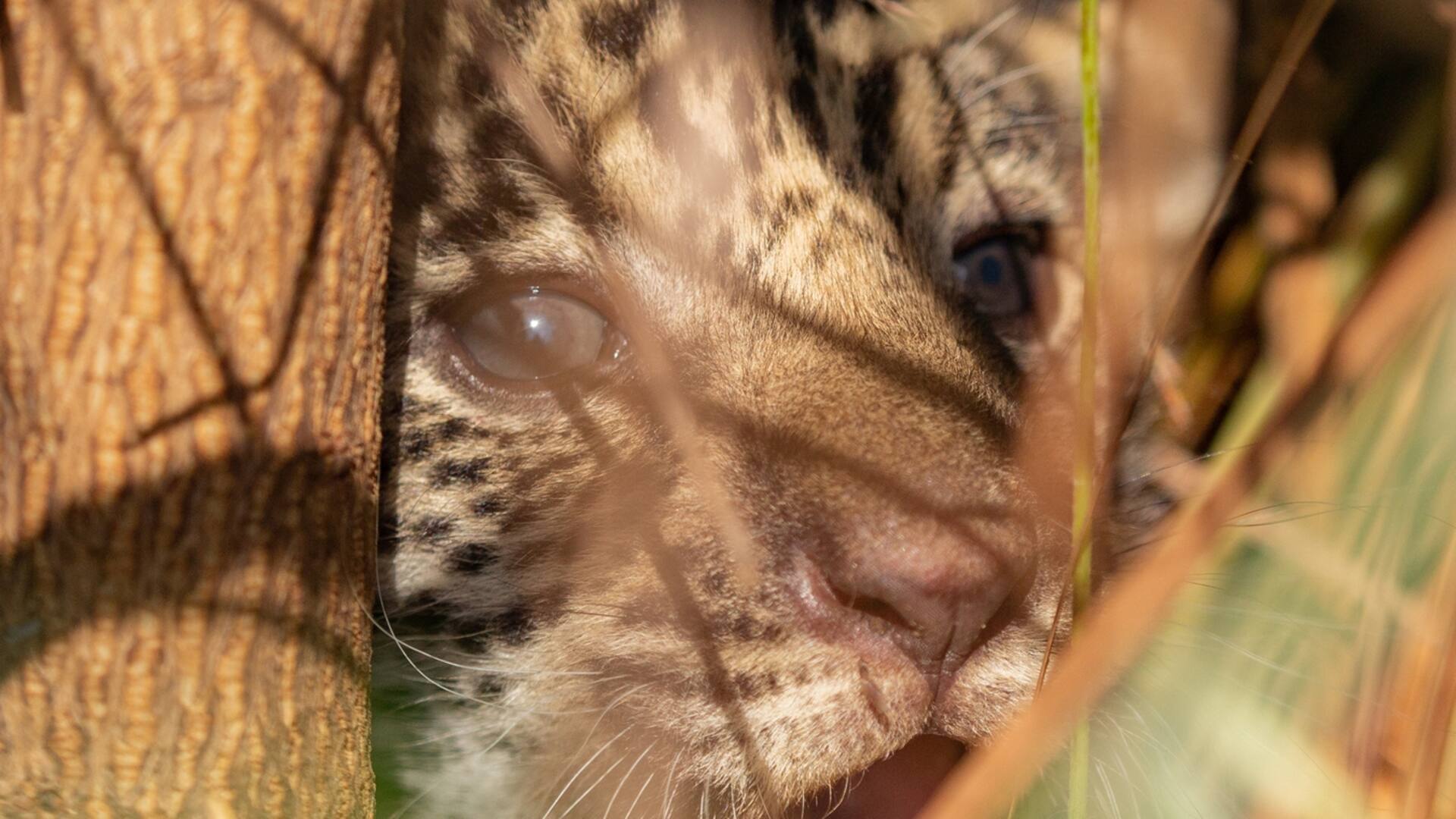 Nacieron dos cachorros de yaguareté en Iberá