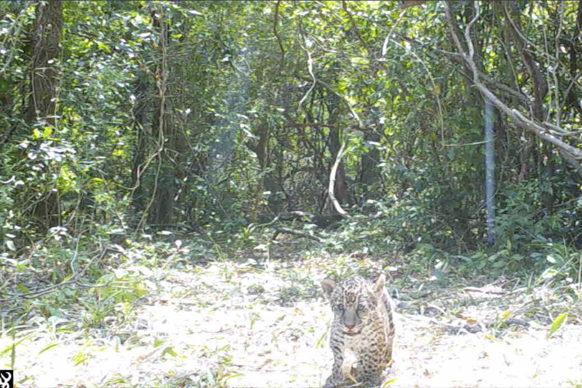 Nacieron dos cachorros de yaguareté en el Parque Nacional Iberá.