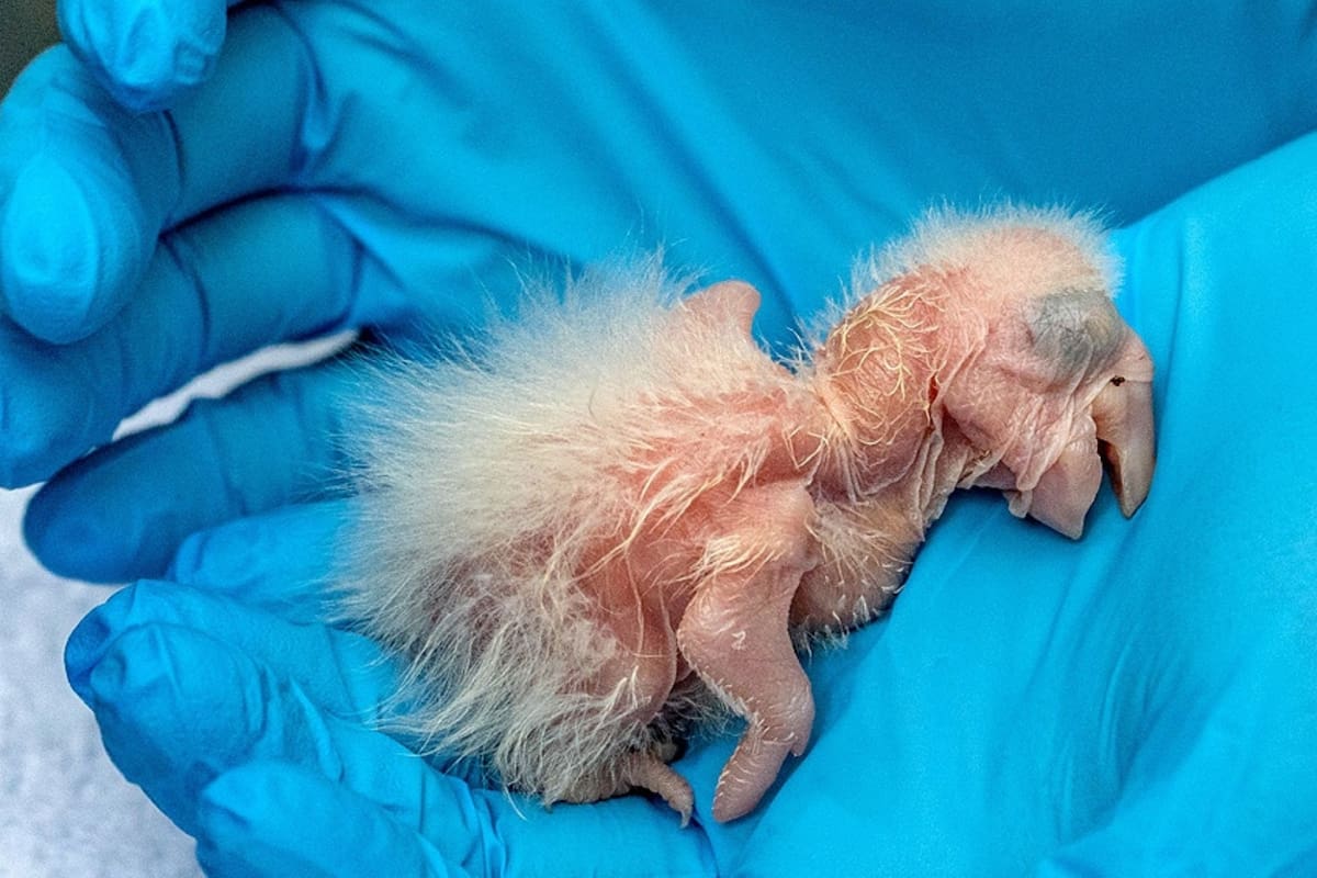 Nacieron dos guacamayos azul y amarillo (Ara ararauna) en el Bioparque de La Plata en la provincia de Buenos Aires. Estas aves se encuentran en peligro de extinción