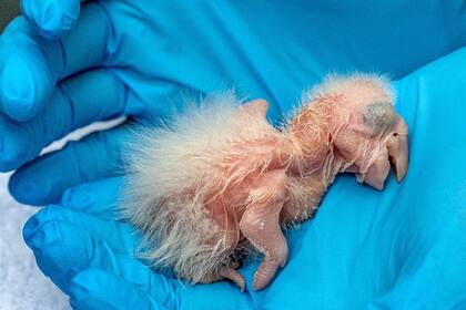 Nacieron dos guacamayos azul y amarillo (Ara ararauna) en el Bioparque de La Plata en la provincia de Buenos Aires. Estas aves se encuentran en peligro de extinción