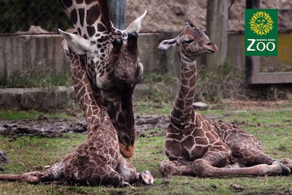 Las dos jirafas mellizas que nacieron en el zoo porteños
