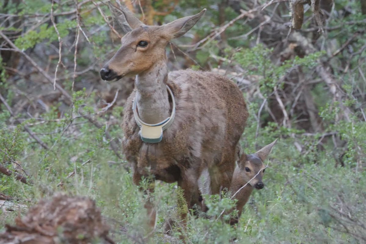 Nació otro huemul en cautiverio y los investigadores argentinos y suizos hallan la manera de conservar y aumentar su número en la Patagonia