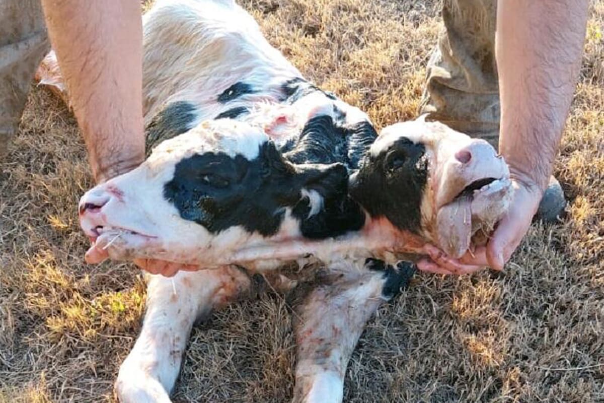 Nació un ternero con dos cabezas en un tambo de la provincia de Córdoba