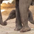 Un elefante asiático nació en Madrid: así quedó registrado el emocionante momento del parto