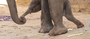 Un elefante asiático nació en Madrid: así quedó registrado el emocionante momento del parto