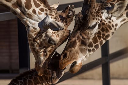 Nació una jirafa bebe en el zoo porteño