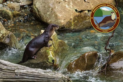 El Huillín es una nutria patagónica de pelo aterciopelado que aparece en el logo del PN Nahuel Huapi.
