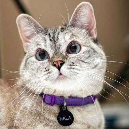 Nala Cat