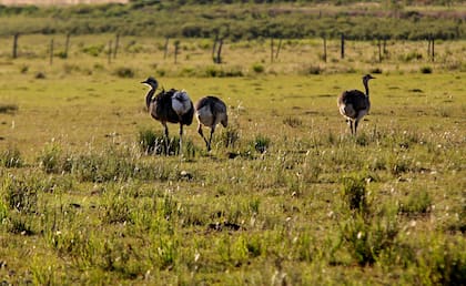 Ñandúes en el norte uruguayo