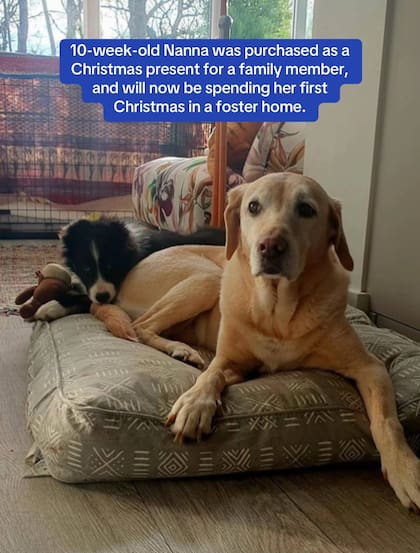 Nanna con su hermano perruno de adopción en el refugio de Sussex West