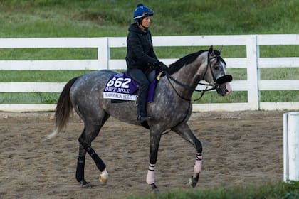 Napoleón Solo camina por Keeneland con su galopadora, Emily Ellingwood; el tordillo estará en el Classic (G1), el sábado próximo