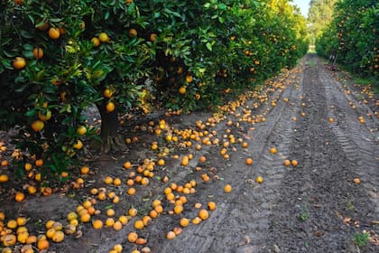 Naranjas afectadas