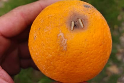 Naranjas afectadas