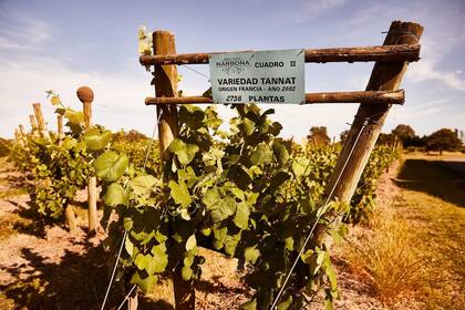 Narbona fundó una de las primeras bodegas del Uruguay, donde hoy se lucen 15 hectáreas esencialmente de Tannat, pero también de Pinot Noir, Petit Verdot, Viognier y Syrah.