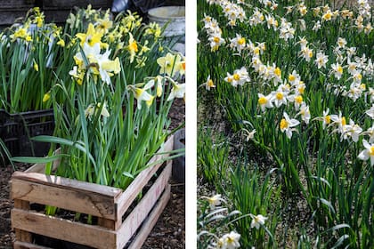 Narcisos: sus bulbos se plantan en otoño, pero antes de hacerlo es importante sumergirlos en una solución de agua y amonio cuaternario que eliminará esporas de hongos y bacterias patógenas.