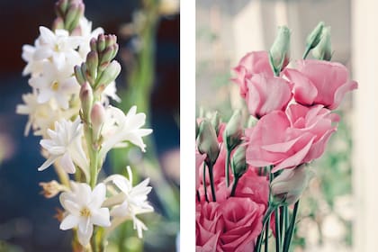 Nardos y Lisianthus, dos flores ideales para expresar romanticismo
