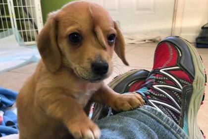 Narwhal tiene una cola en la cara, aunque no pone en riesgo su salud