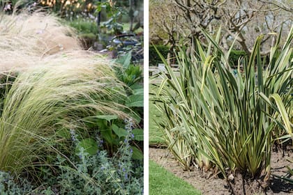 Nassella tenuissima y Phormium tenax