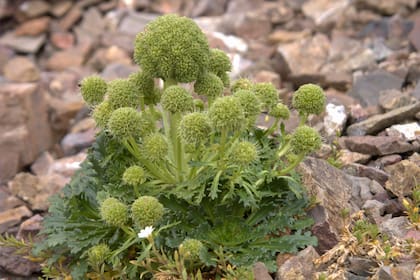 Nastanthus patagonicus (Nastantus). Es una hierba perenne de 20 cm de altura. Florece a fines de la primavera con flores pequeñas y blancas. Es muy buena para rocallas. Su hábitat son los sitios áridos, arenosos y pedregosos.
