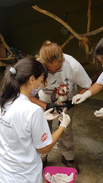 Natalia Demergassi, criando Guacamayos rojos con destino Iberá