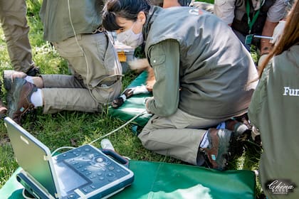 Natalia Demergassi es coordinadora de Manejo y Ciencia Animal en la fundación y a comienzos de año viajó a Corrientes a socorrer a la fauna afectada por los incendios