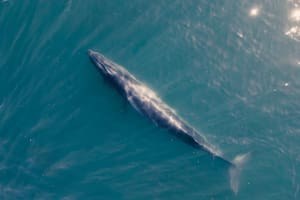 National Geographic hará un documental sobre las ballenas Sei en Chubut