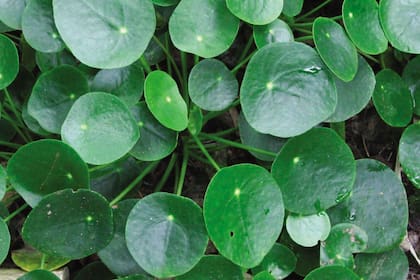 Nativa de China, la Pilea Peperomioides cobró fama gracias a los países nórdicos, donde se difundió su uso como planta de interior.