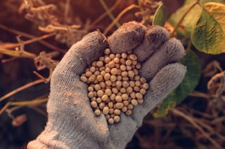 Natto, el alimento japonés a base de soja fermentada que despierta curiosidad y repulsión