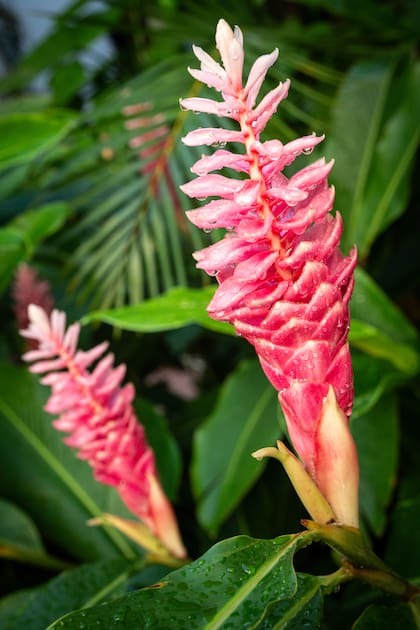 Naturaleza exuberante en República Dominicana.