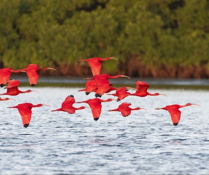 Naturaleza exuberante en un sitio ideal para los amantes de los fauna.
