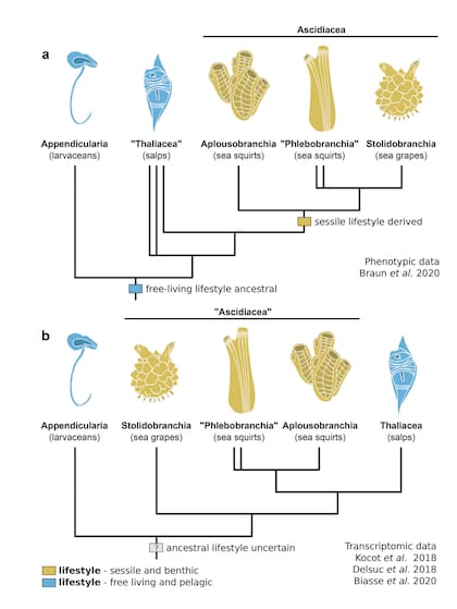 Los datos fenotípicos respaldan la monofilia de las ascidiaceans, todas las cuales son sésiles y epibentónicas en la edad adulta, y sugieren la parafilia de los taliáceos pelágicos y de vida libre 5 . b Los datos transcriptómicos sugieren que las ascidiaceans son parafiléticas y respaldan la monofilia de las thaliaceans 4 , 6 , 8 .