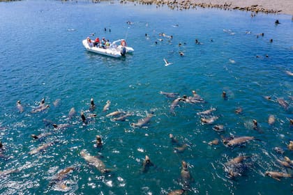 Navegación en Islas Blancas para ver de cerca lobos marinos