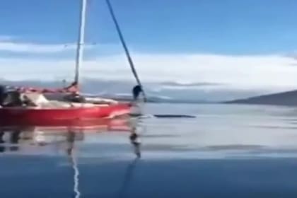 Navegantes de un velero embistieron a una ballena en el Canal de Beagle