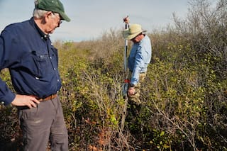 Se apresuran en Carolina del Norte a restaurar turberas antes de que se sequen o sean devastadas