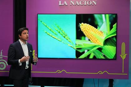 Ordoñez mostró cómo era un maíz originalmente y cuál fue su transformación