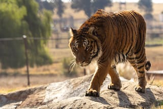 Los primeros pasos en libertad: así se adaptan los leones y tigres rescatados del exzoo de Luján