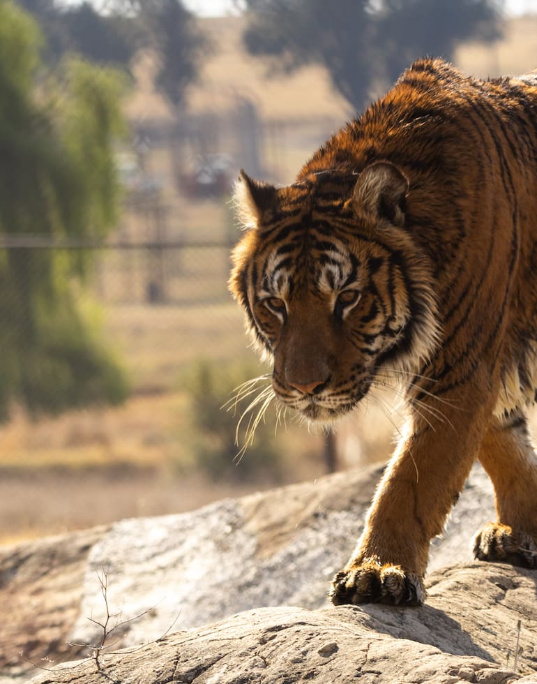 Negus, uno de los tigres trasladados desde el exzoológico de Luján, ya explora un recinto de una hectárea en el santuario Lionsrock, en Sudáfrica