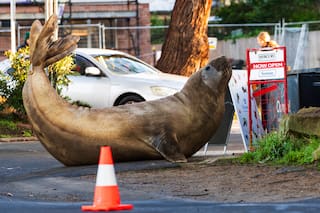 Neil, una foca elefante de 1000 kilos, visita -y aplasta- poblados costeros en Australia