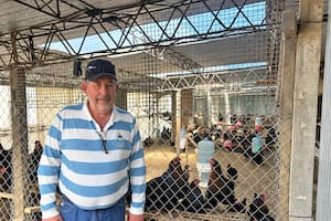 Nelson Ginter, de 62 años, el productor de huevos de color azul más austral del mundo: “Si los dejás más de un día se congelan”
