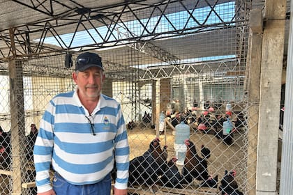 Nelson, de 62 años, produce huevos de color azul con gallinas adaptadas al frío: “Andan muy bien”
